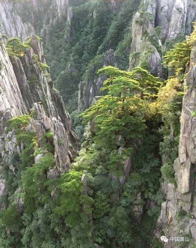 植物大战僵尸6